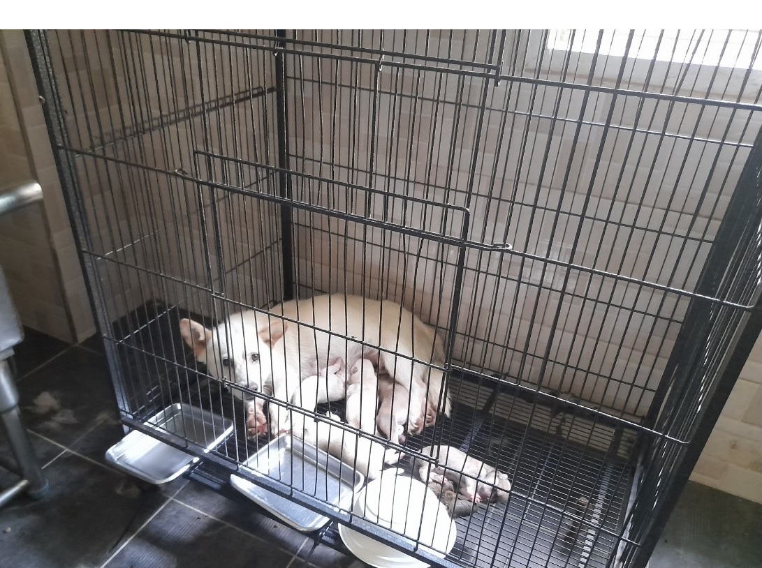 금왕동물병원_443447202300408